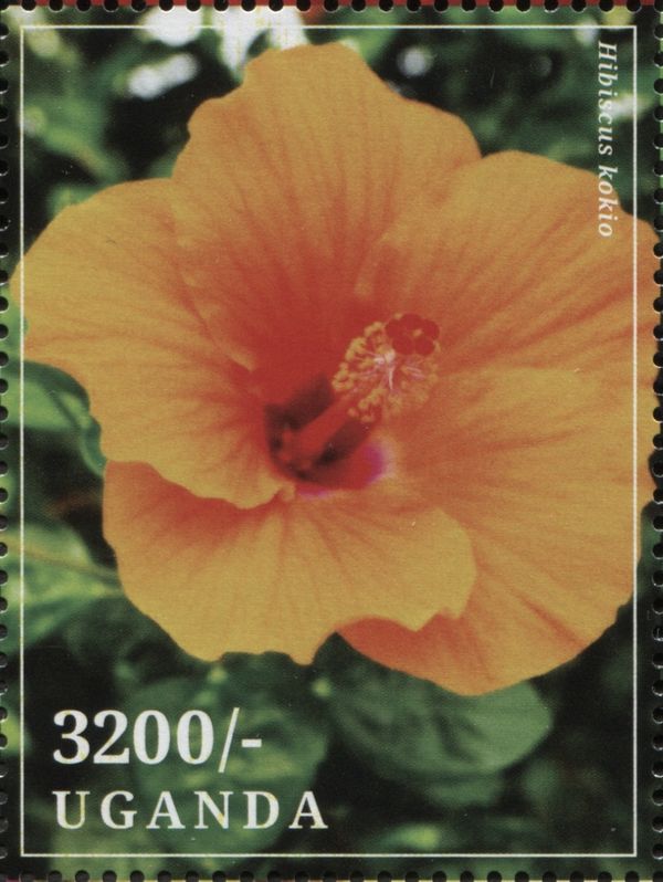 Hibiscus kokio