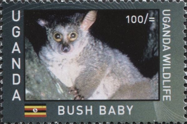 Bushbaby/Galago (Galago sp.)