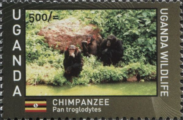 Chimpanzee (Pan troglodytes)