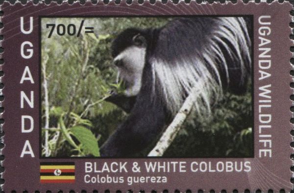 Black & White Colobus (Colobus guereza)