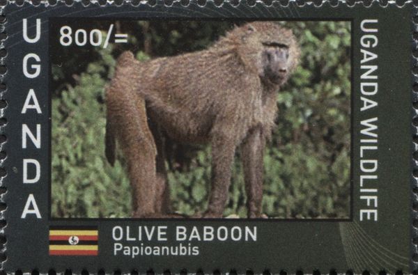 Olive Baboon (Papio anubis)