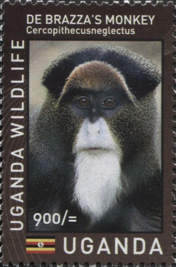 De Brazza's Monkey (Cercopithecus neglectus)