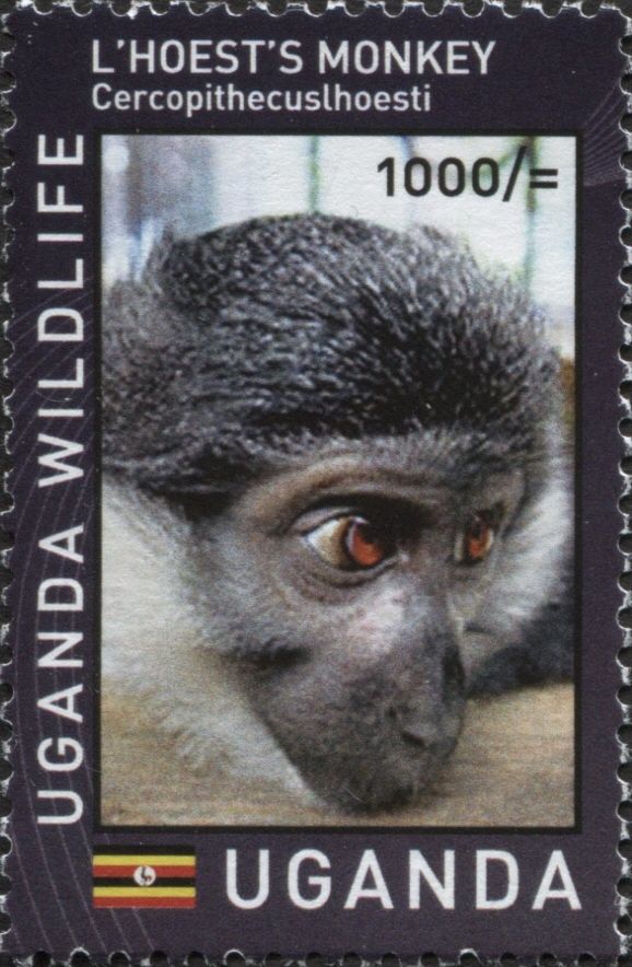 L'Hoest's Monkey (Cercopithecus lhoesti)