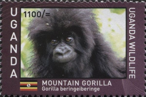 Mountain Gorilla (Gorilla beringei beringei)