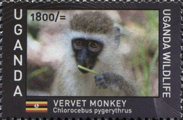 Vervet Monkey (Chlorocebus pygerythrus)