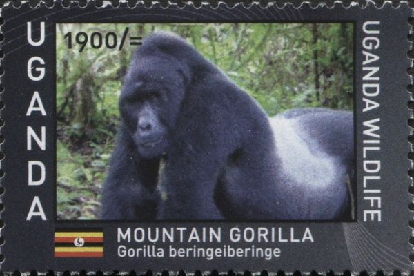 Mountain Gorilla (Gorilla beringei beringei)