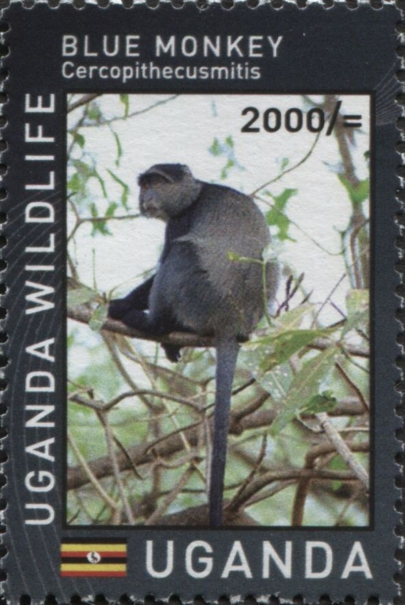 Blue Monkey (Cercopithecus mitis)
