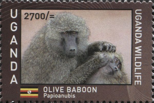 Olive Baboon (Papio anubis)