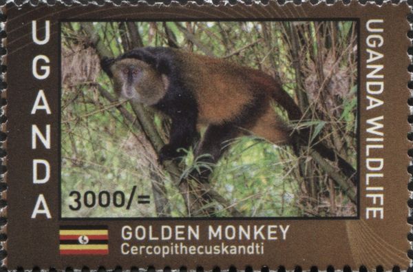 Golden Monkey (Cercopithecus kandti)