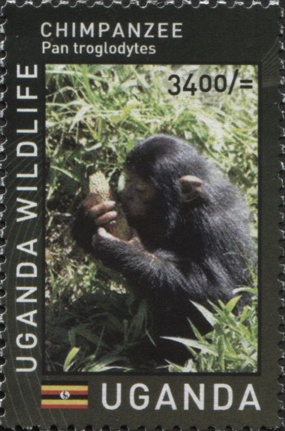 Chimpanzee (Pan troglodytes)
