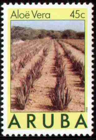 Aloe vera - Field