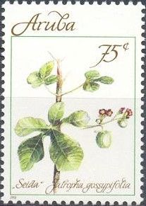 Seida (Jatropha gossypifolia)