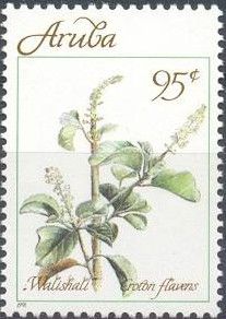Walishali (Croton flavens)