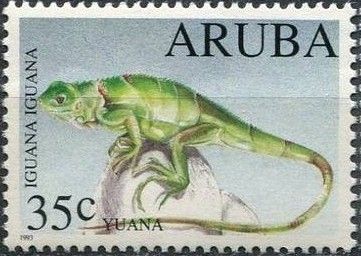 Green Iguana (Iguana iguana)