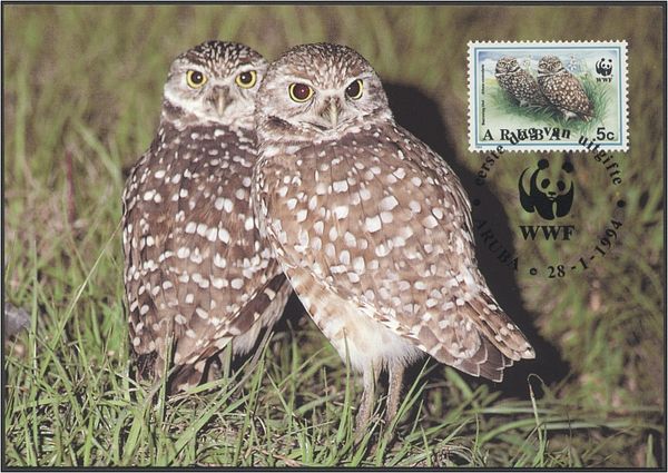 Burrowing Owl (Athene cunicularia)