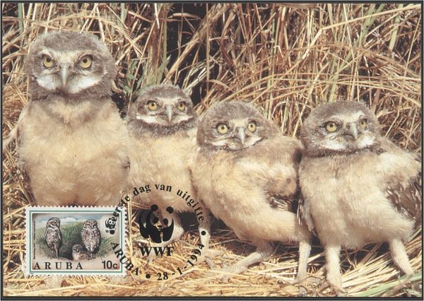 Burrowing Owl (Athene cunicularia)