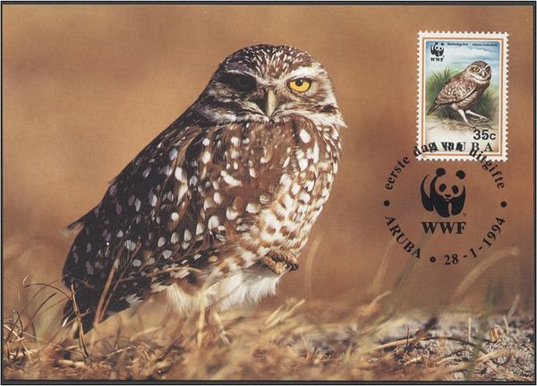 Burrowing Owl (Athene cunicularia)