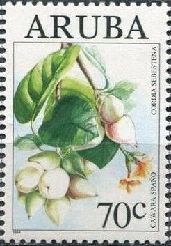 Cawaraspano (Cordia sebestena)