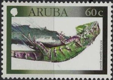 Green Iguana (Iguana iguana)