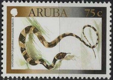 Cateyed Snake (Leptodeira annulata bakeri)