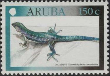 Bonaire Whiptail Lizard (Cnemidophorus murinus)