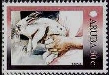 Domestic Rabbit (Oryctolagus cuniculus forma domestica)