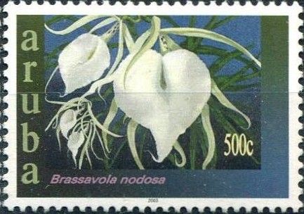 Brassavola nodosa