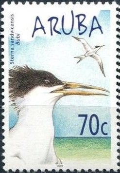 Sandwich Tern (Sterna sandvicensis)