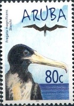 Magnificent Frigatebird (Fregata magnificens)