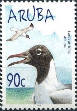 Laughing Gull (Larus atricilla)
