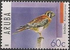 American Kestrel (Falco sparverius)