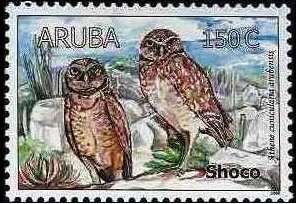 Burrowing Owl (Athene cunicularia arubensis)