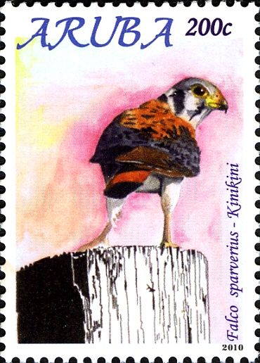American Kestrel (Falco sparverius)