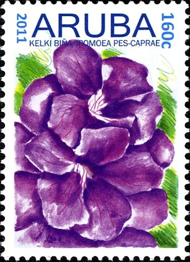 Kelki Bina (Ipomoea pes-caprae)