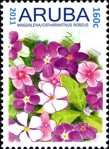 Magdalena (Catharanthus roseus)