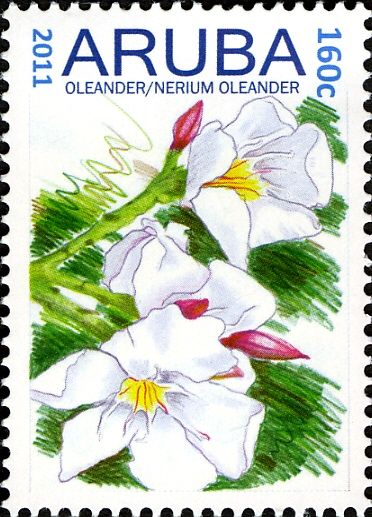 Oleander (Nerium oleander)