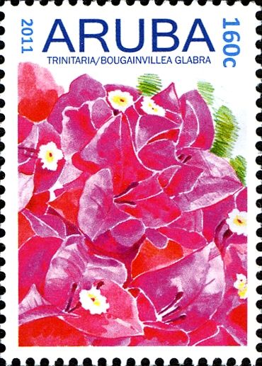 Trinitaria (Bougainvillea glabra)