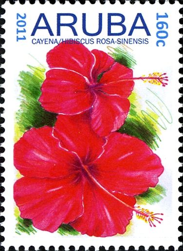 Cayena (Hibiscus rosa-sinensis)