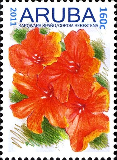 Karowara Spano (Cordia sebestena)