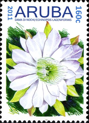 Dama di noomi (Tchinopsis lageniformis)