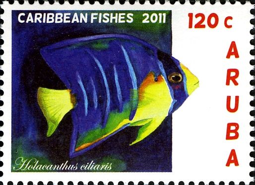 Bermuda Blue Angelfish (Holacanthus ciliaris)