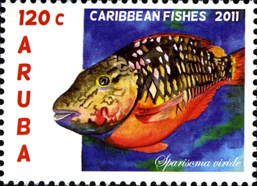 Stoplight Parrotfish (Sparisoma viride)