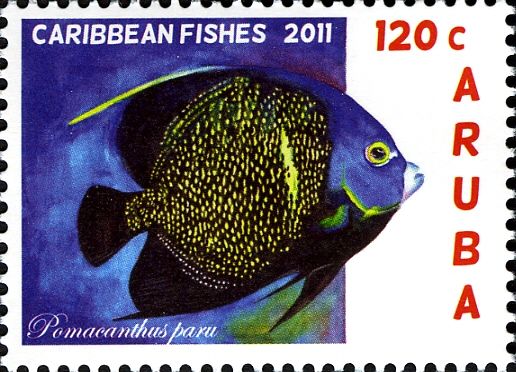 French Angelfish (Pomacanthus paru)