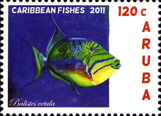 Queen Triggerfish (Balistes vetula)