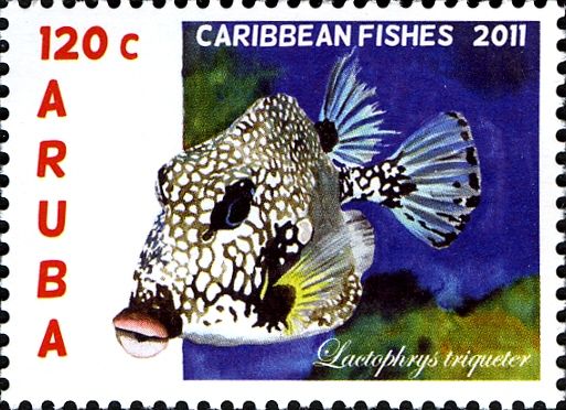 Smooth Trunkfish (Lactophrys triqueter)