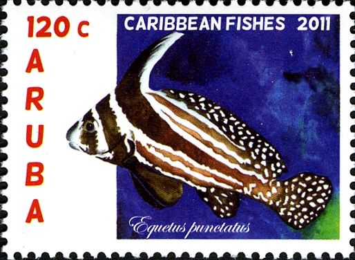 Spotted Drum (Equetus punctatus)