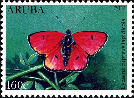 Lustrous Copper (Lycaena cupreus lapidicola)