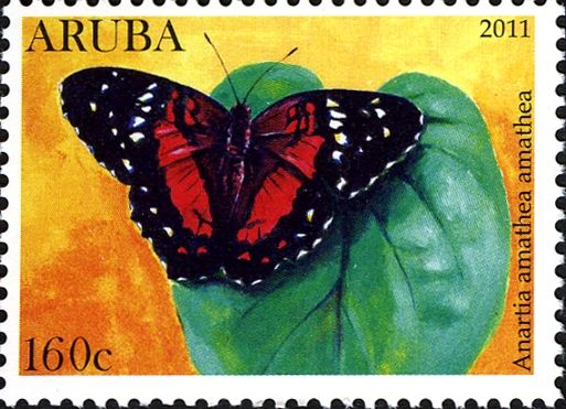 Red Peacock (Anartia amarthea amarthea)