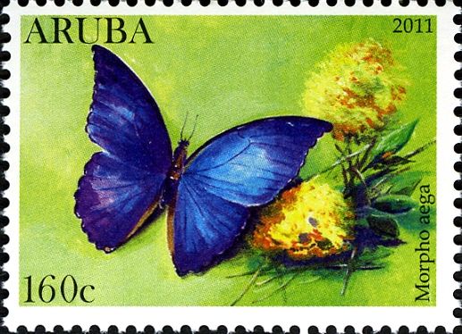 Aega Morpho (Morpho aega)