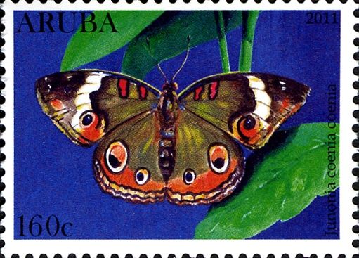 Common Buckeye (Junonia coenia coenia)
